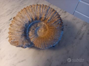 fossile 