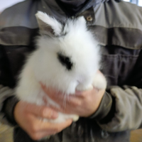 Conigli angora francesi