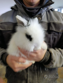 Conigli angora francesi