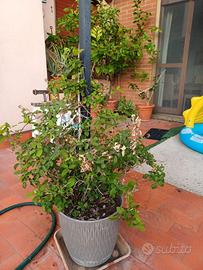 Pianta di more