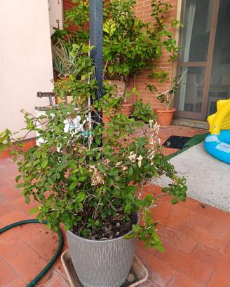 Pianta di more