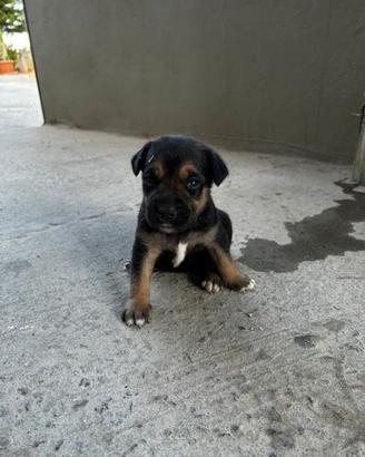 Animal
