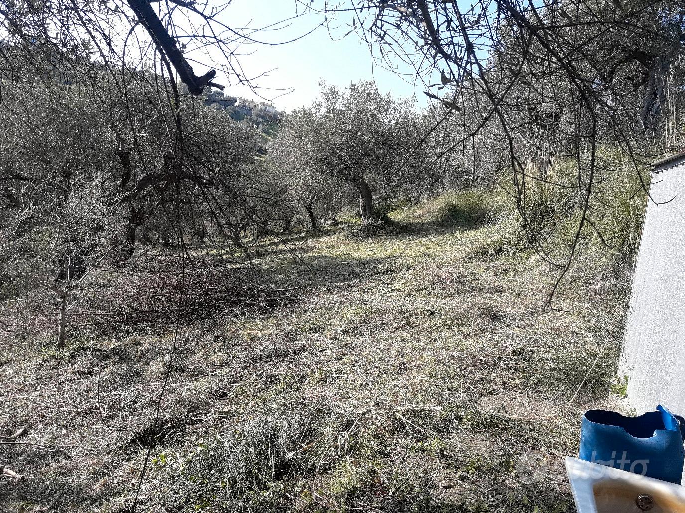 Terreno uliveto zona Fuondi Agropoli - Vista 5