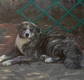 Cucciole di Akita inu