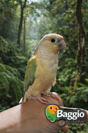 Pappagalli allevati a mano