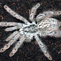 Heteroscodra maculata sling