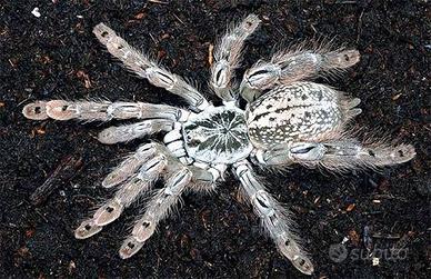 Heteroscodra maculata sling