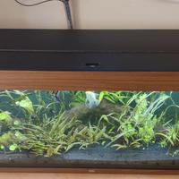 Acquario acqua dolce 300 litri completo di pompa,