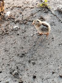 Pulcini