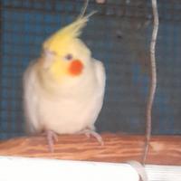 Calopsite adulta femmina