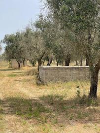 Uliveto edificabile