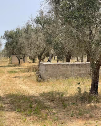 Uliveto edificabile