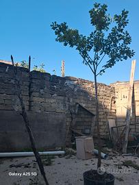 Quercus Suber 3481217465