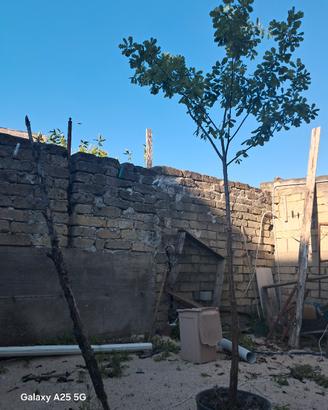 Quercus Suber 3481217465