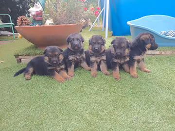 Cuccioli di pastore tedesco "genealogia speciale"