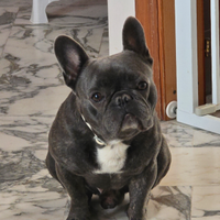 ? Bulldog Francese maschio disponibile per accopp
