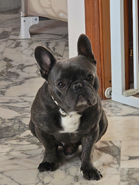 ? Bulldog Francese maschio disponibile per accopp