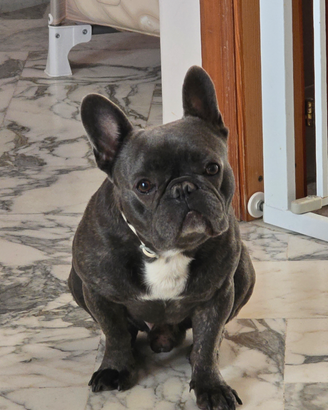 ? Bulldog Francese maschio disponibile per accopp
