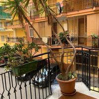 Appartamento in parco via circumvallazione