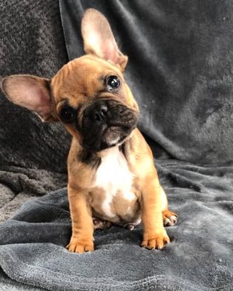 Cuccioli bulldog francesi rossi M e F