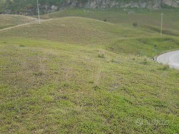 Sant'Angelo Muxaro (AG) terreno rif. 142/21