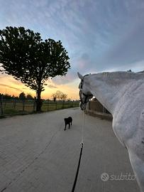 Cavallo