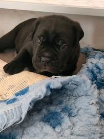 cuccioli cane Corso 