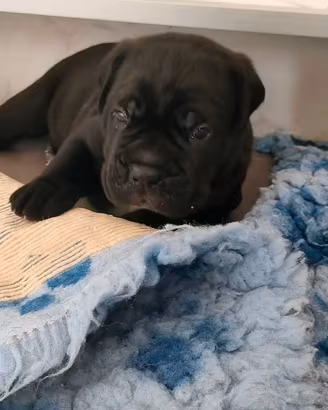 cuccioli cane Corso 