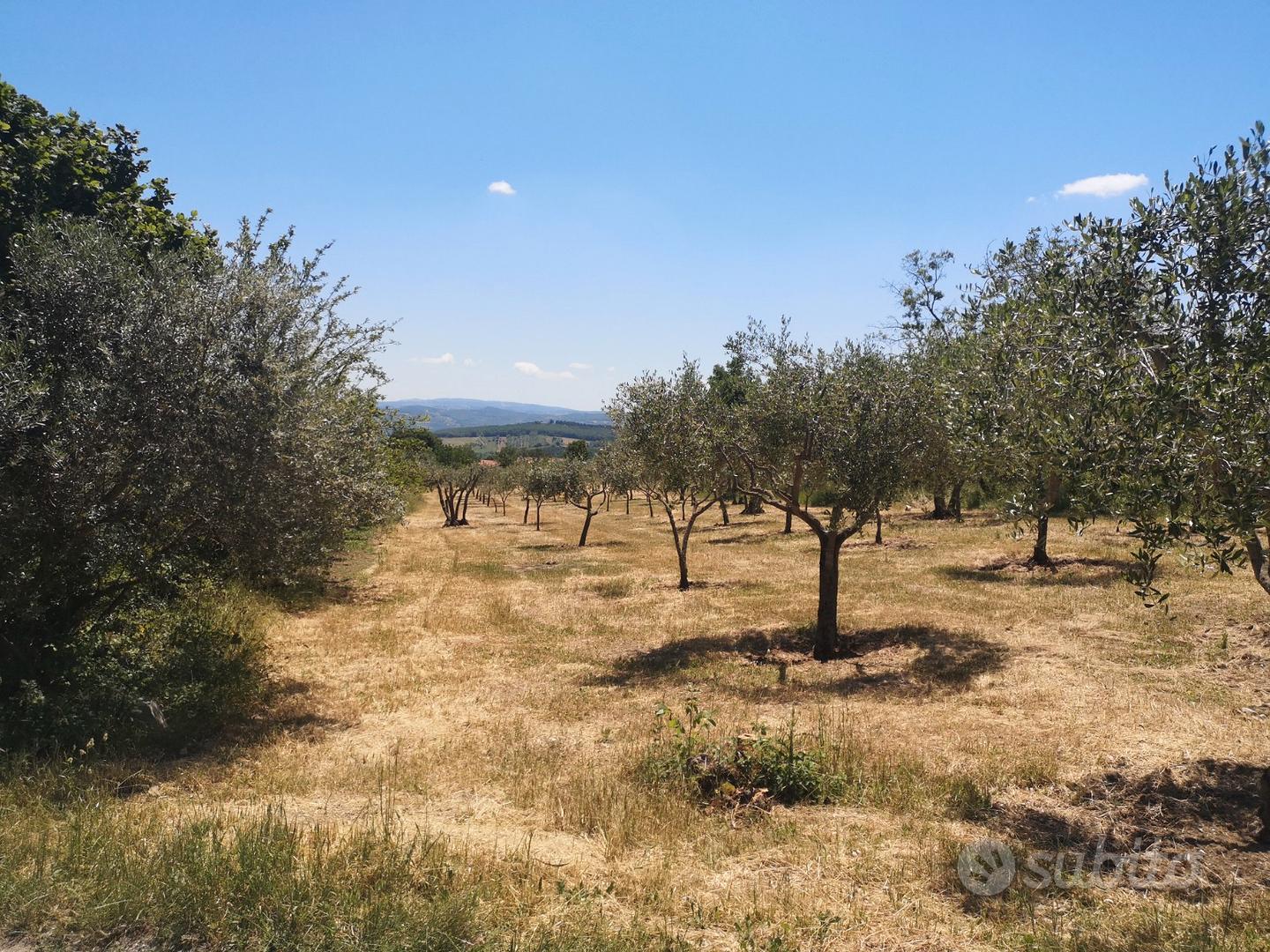 Terreno / Uliveto - CB - ctr/da Colle dell'Orso - View 2