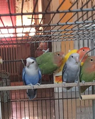 Pappagalli, roseicollis, inseparabili, gabbie