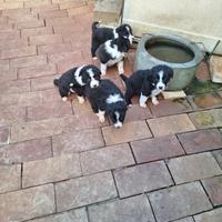 Cuccioli Border Collie