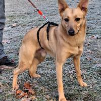 Manuel cagnolino meticcio