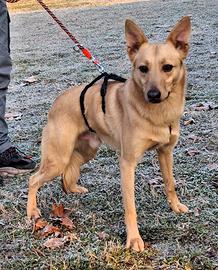 Manuel cagnolino meticcio