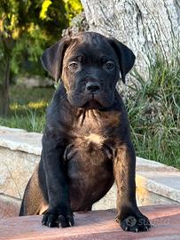 Cucciole di cane corso