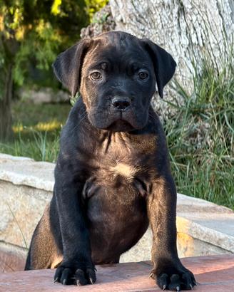 Cucciole di cane corso
