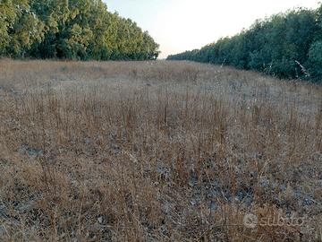 Terreno agricolo di 6 ettari - Santa Giusta (OR)