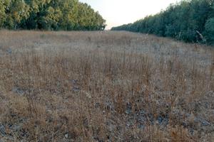 Terreno agricolo di 6 ettari - Santa Giusta (OR)