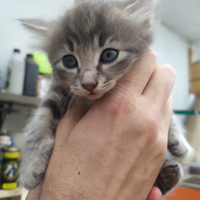 Cuccioli di gatto