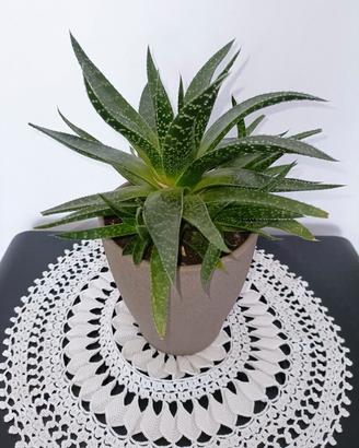 Aloe vera