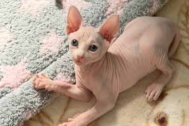 Cucciolo Sphynx