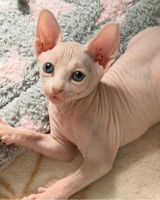 Cucciolo Sphynx