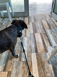 Pitbull maschio per monta