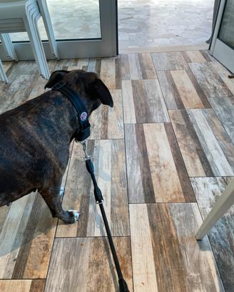 Pitbull maschio per monta