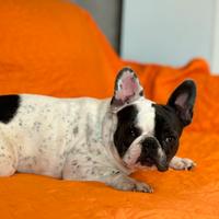 Bulldog francese femmina 1 anni blu