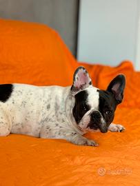 Bulldog francese femmina 1 anni blu