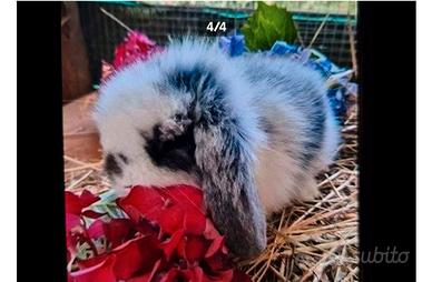 Cuccioli e adulti di conigli razza ariete fuzzy lo