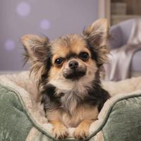 Chihuahua femminuccia cucciola mini