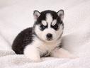 cucciolo-husky-bianco-e-nero-di-2-mesi
