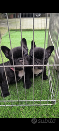 Bouledogue bulldog francese
