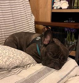 Bulldog francese